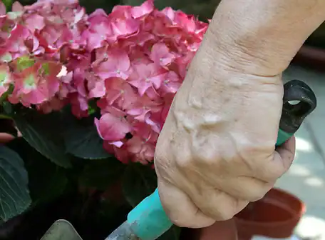 A close-up of a hand holding a gardening tool next to a blooming pink hydrangea plant, with green leaves in the background—perfect for showcasing the beautification efforts encouraged by your Property Owners Association.